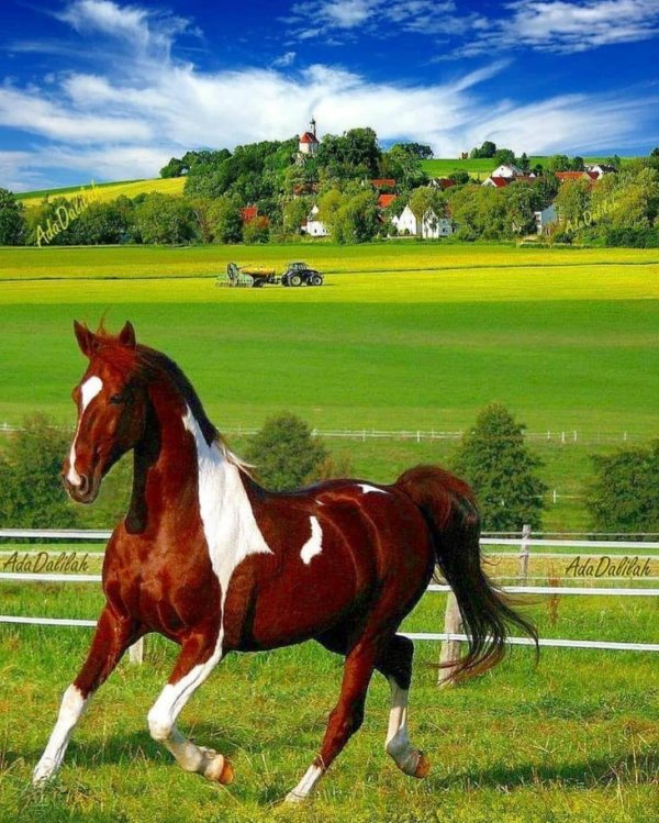 лошадь пинто