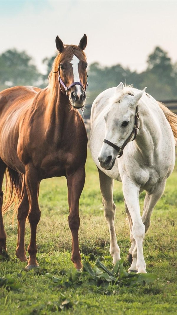 пара лошадей