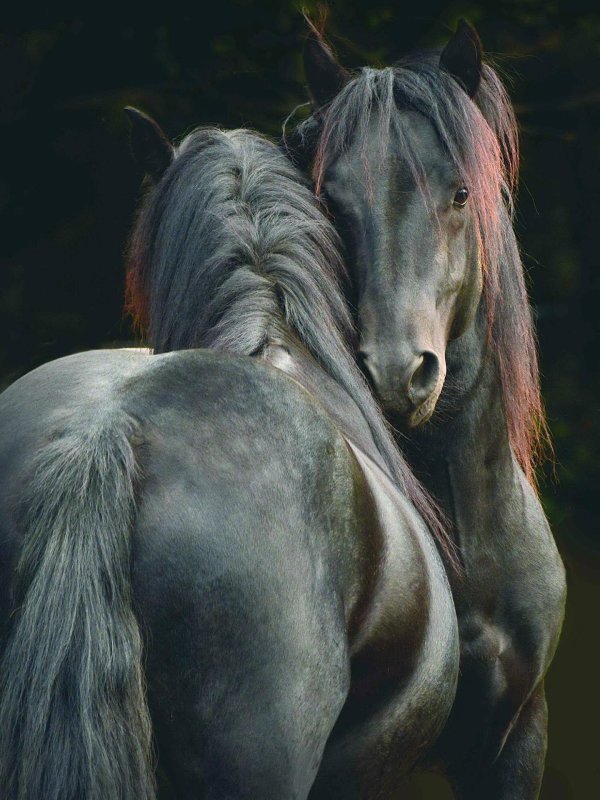 пара лошадей