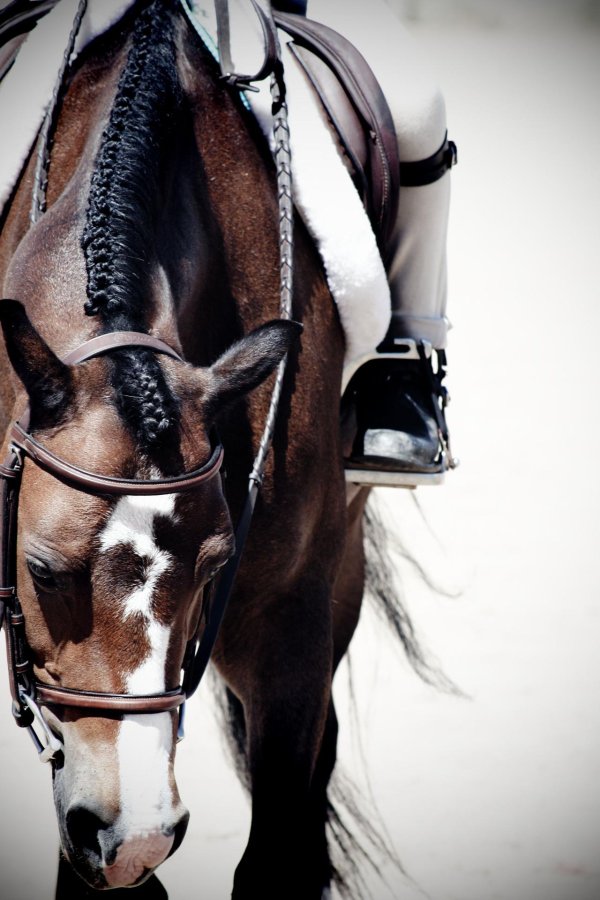 эстетика конного спорта конкур