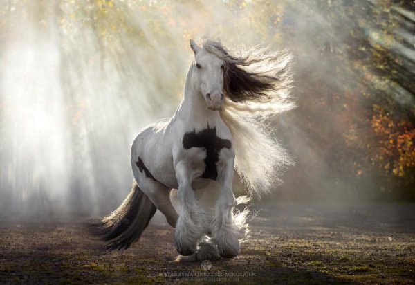 красивая лошадка