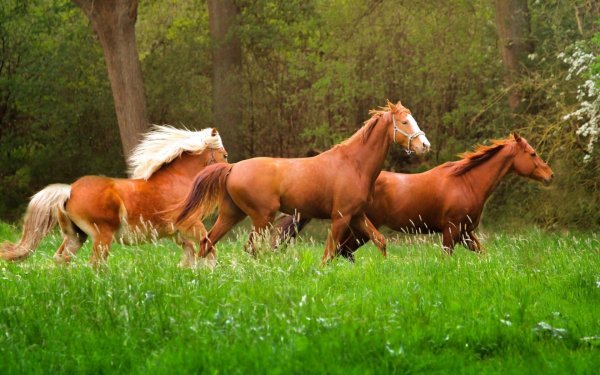 лошади на лугу