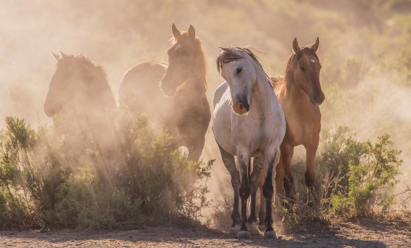 табун лошадей