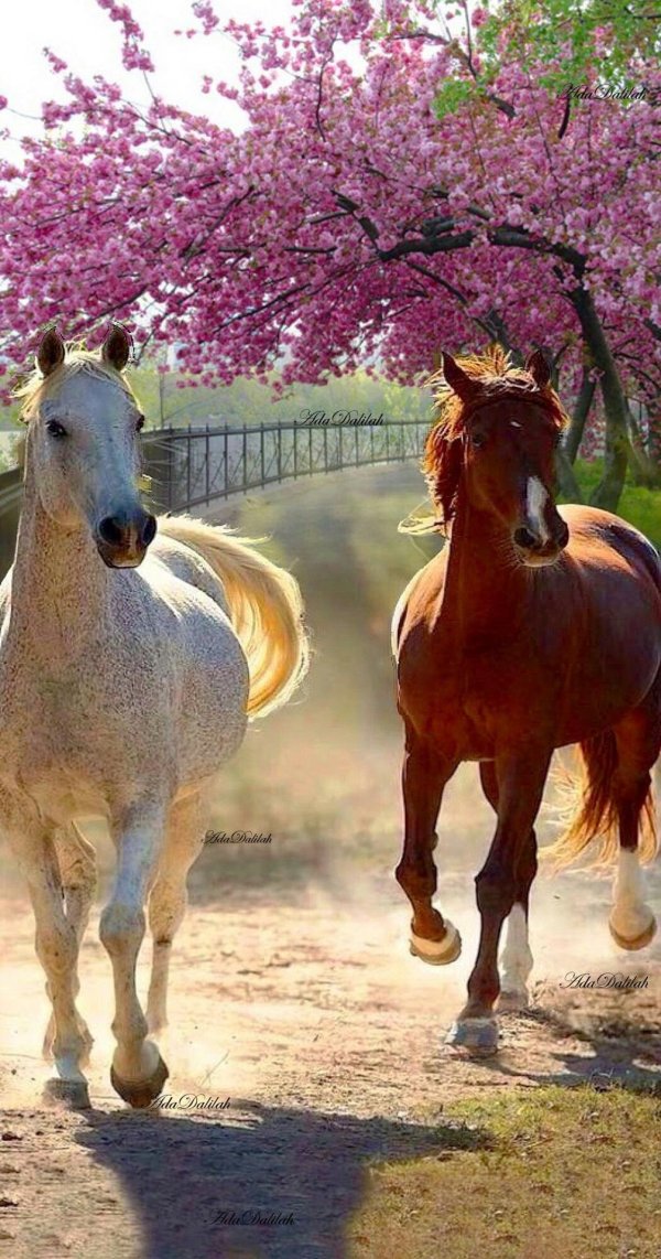 красивая лошадка