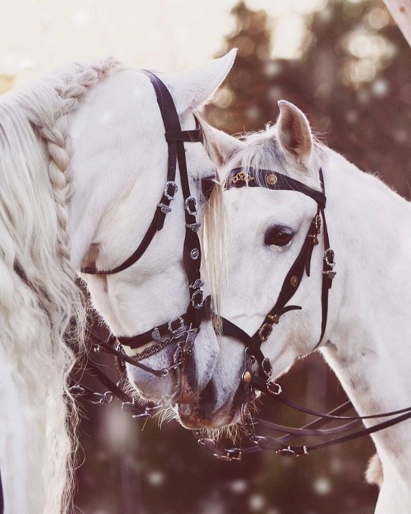 пара лошадей