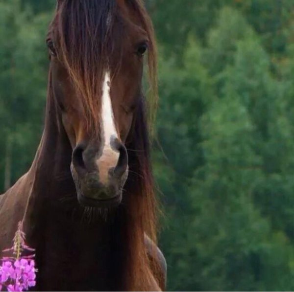 фотографии лошадей