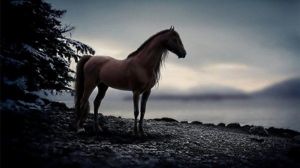 дикий гнедой мустанг