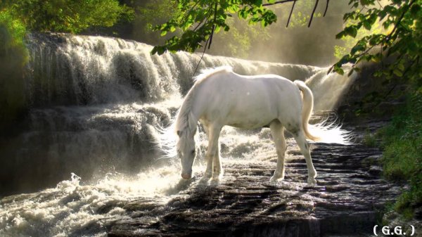 a white horse