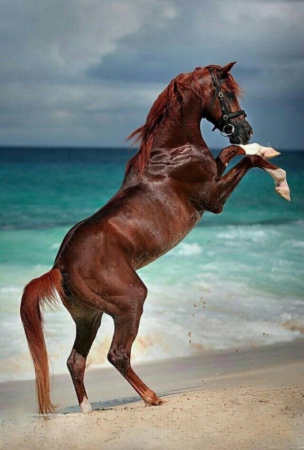 лошади красивые