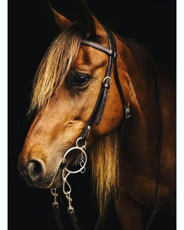 морда лошади