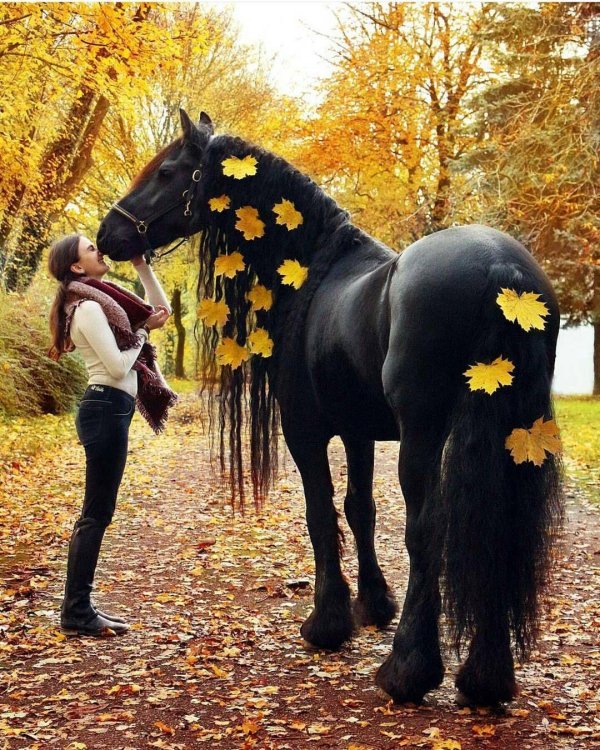 осенняя фотосессия с лошадью