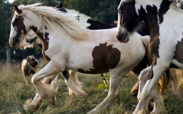 красота лошадей