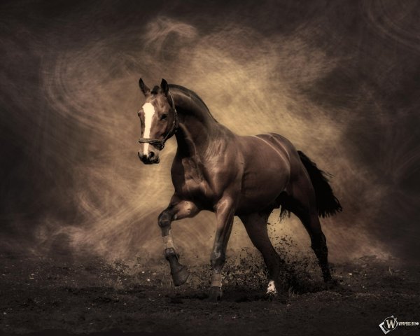 фон с лошадьми