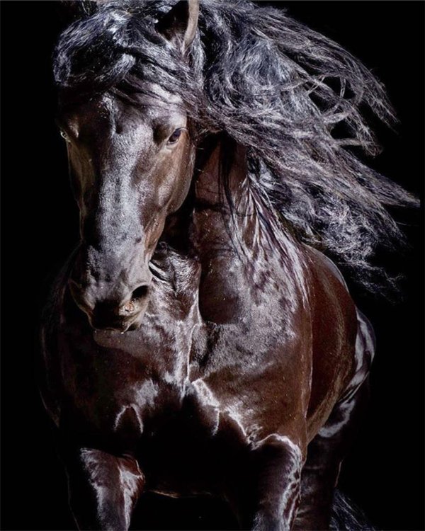 красивые фотографии лошадей