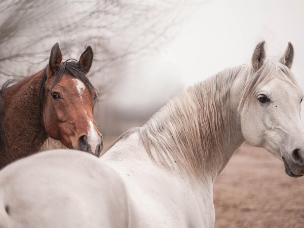 лошади белые