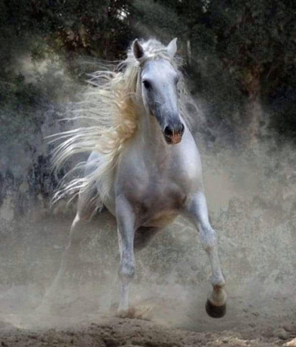 лошадь красивая