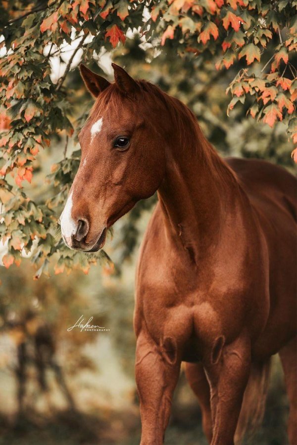 рыжая лошадь