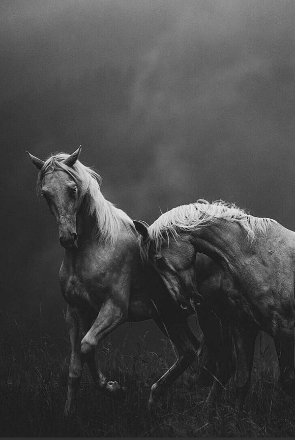 пара лошадей