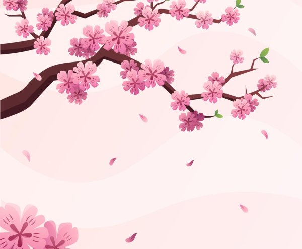 cherry blossom sakura