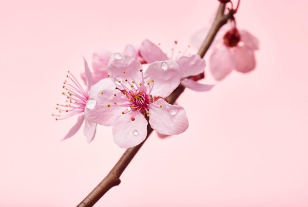 ветка цветущей вишни