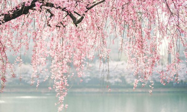 фон с сакурой