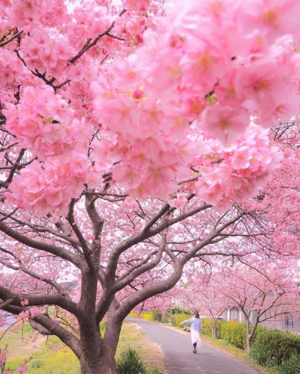 sakura cherry blossom