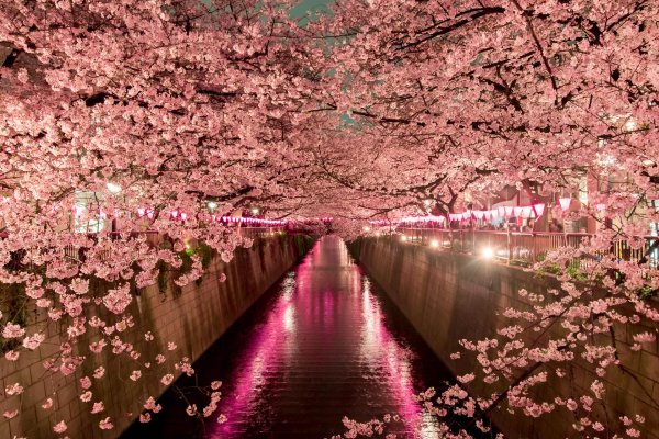 sakura cherry blossom