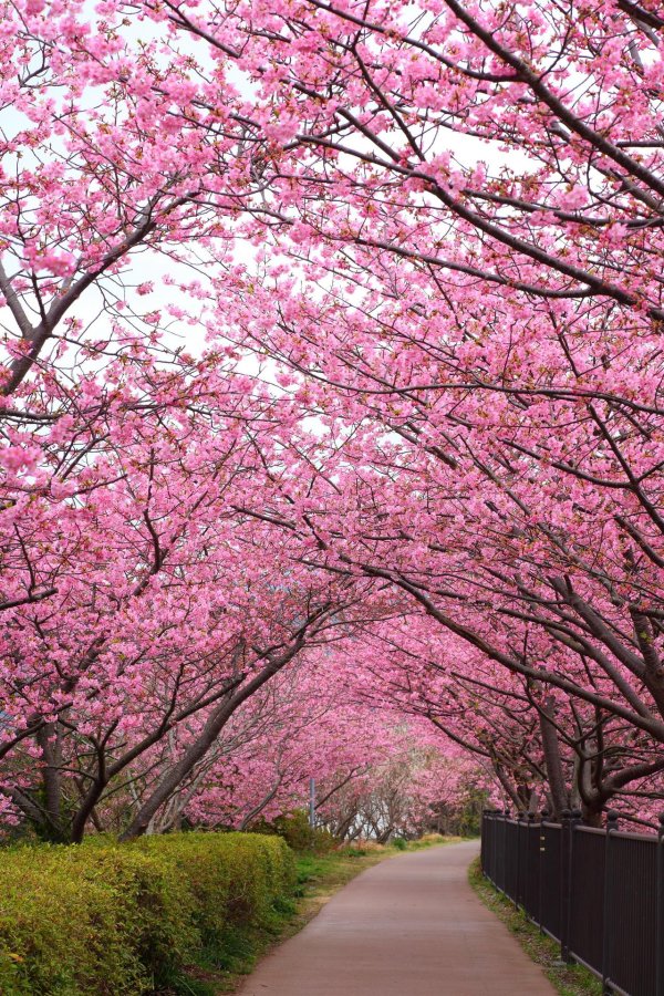 cherry blossom tree