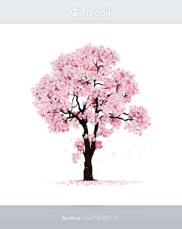 сакура дерево