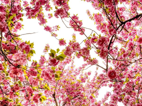 вишни в цвету