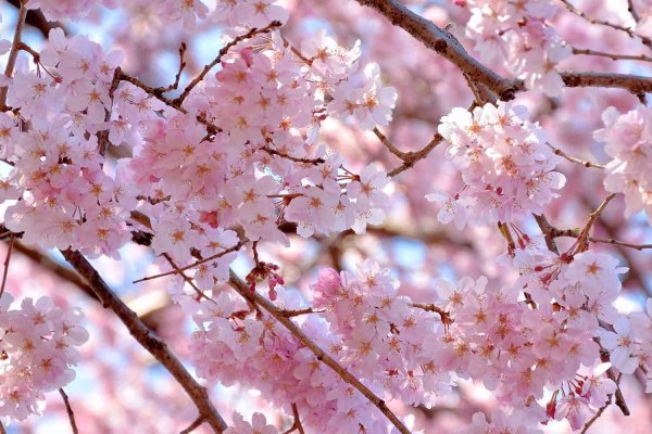 цветение сакуры