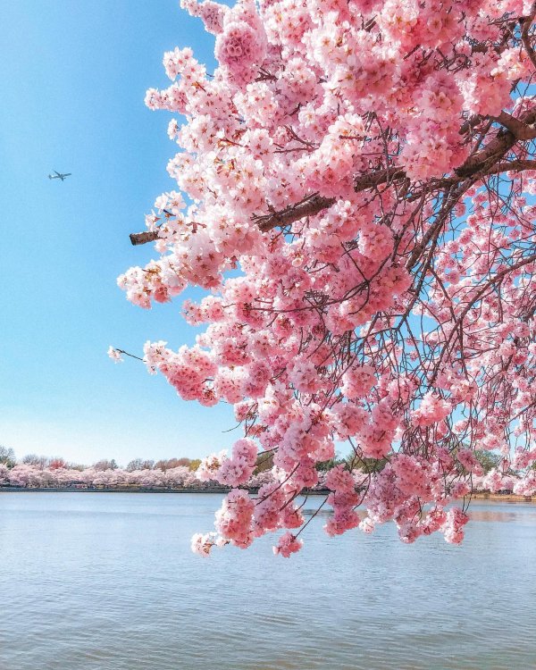 черри блоссом