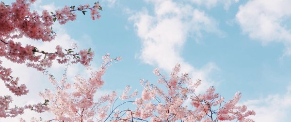 эстетика сакура