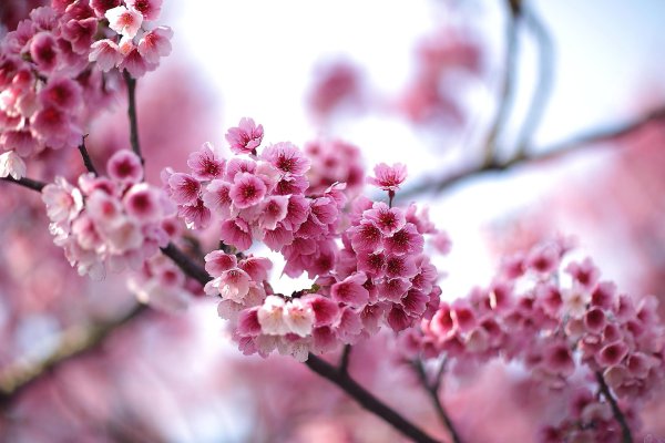 черри блоссом