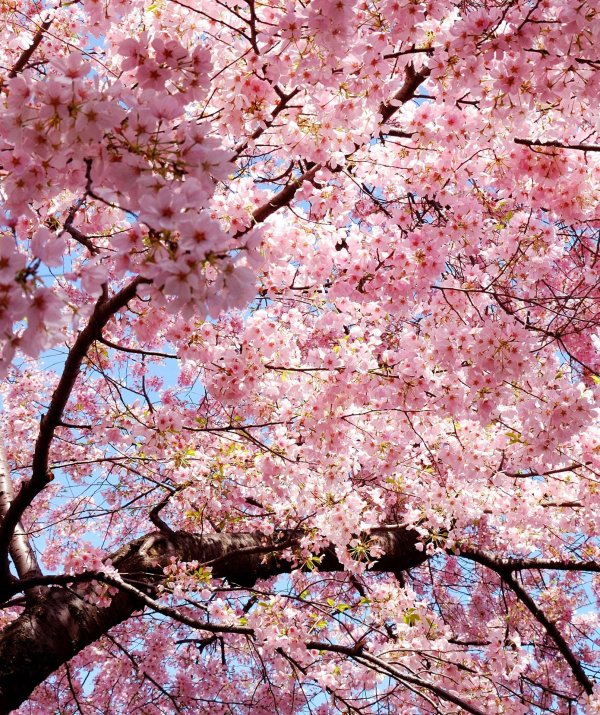 цветение сакуры