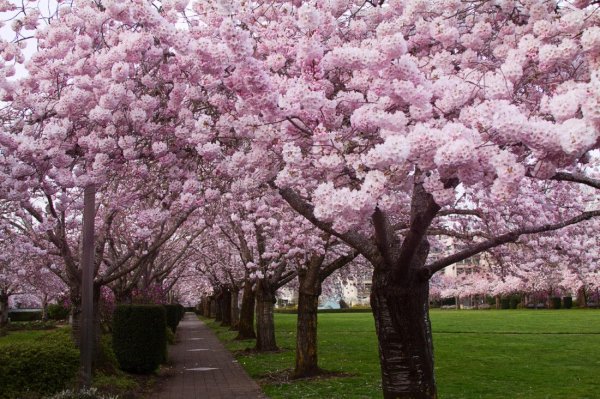 flowering cherry tree
