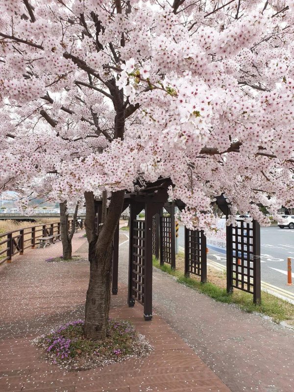 цветение сакуры в корее