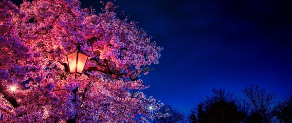 черри блоссом ночь