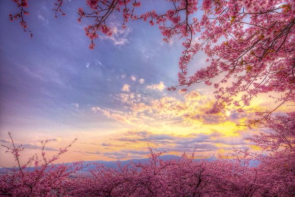 сакура пейзаж