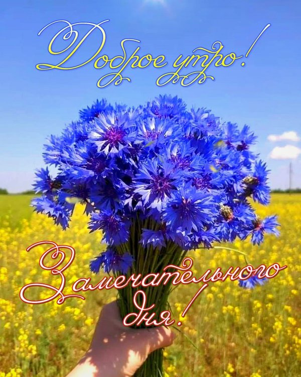 васильковое лето