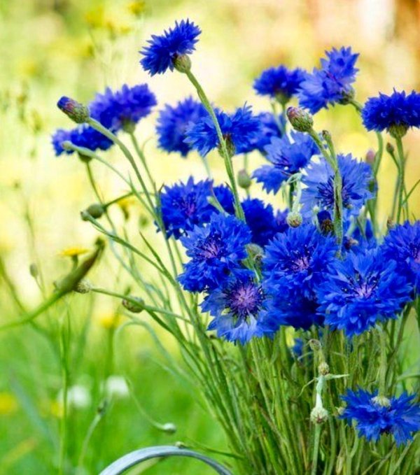 василёк блю бол