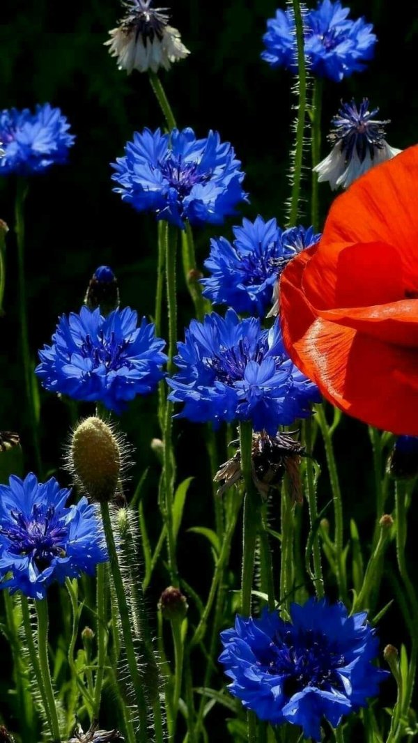 полевой цветок