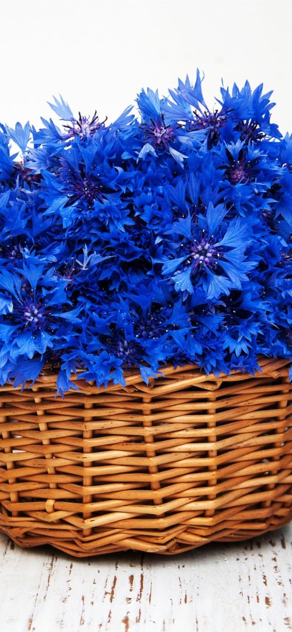 василек цветки