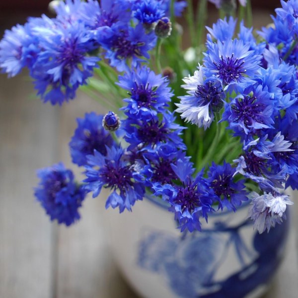 красивый букет васильков