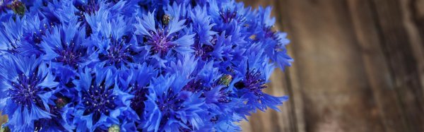 цветки василька