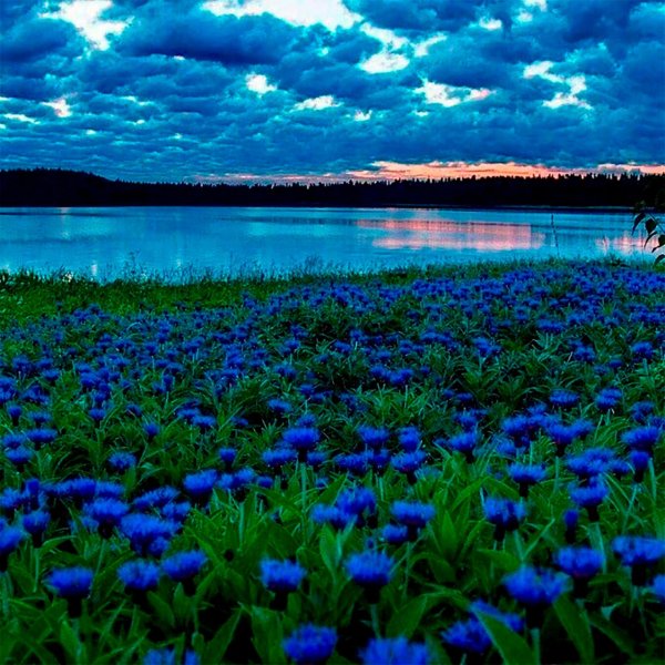 поле васильков