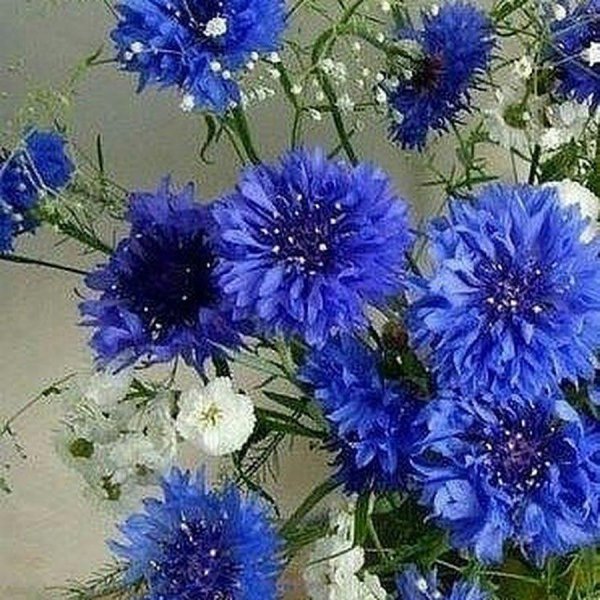 красочные цветы