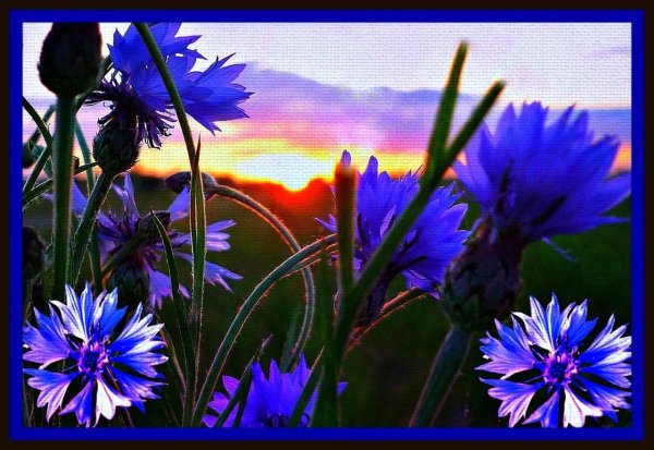 василёк первичногерберов