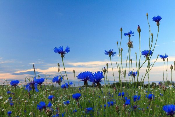 поле васильков