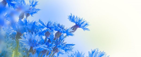 васильковый фон